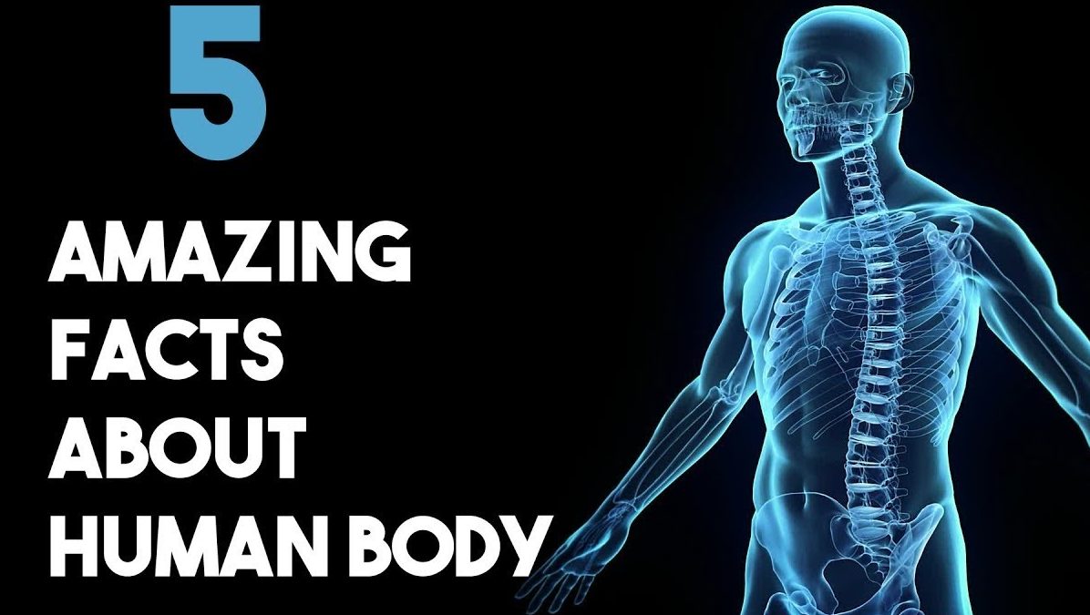 Five interesting facts about the human anatomy