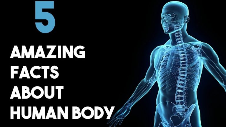 Five interesting facts about the human anatomy